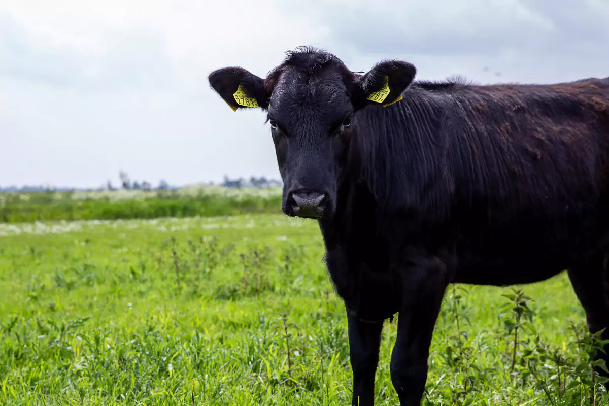 Biologisch vlees bestellen | Direct van de boer | Grutto